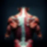 Anatomy of the back muscles showcasing their structure and interconnectivity.