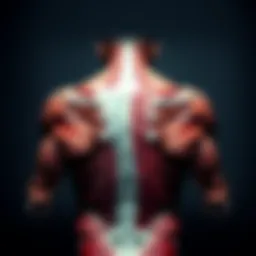 Anatomy of the back muscles showcasing their structure and interconnectivity.