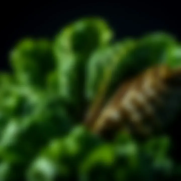 Close-up of leafy greens showcasing their texture and freshness