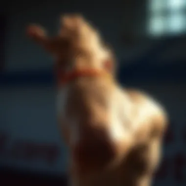 Preventive strategies for forearm injuries during sports.