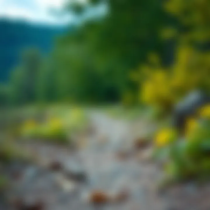 Running trail through nature